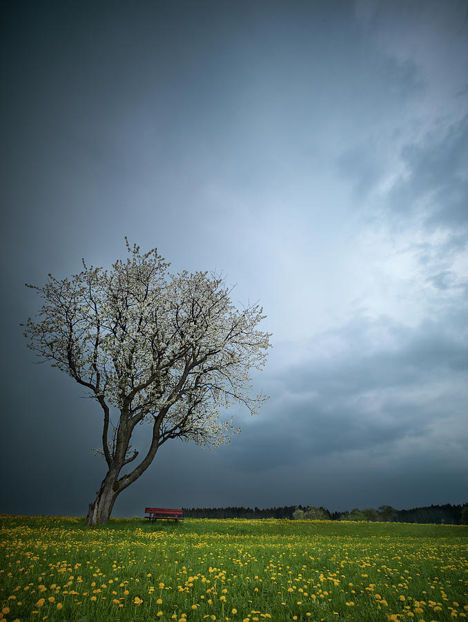 Spring Meadow Photograph by Carsten Ranke Photography