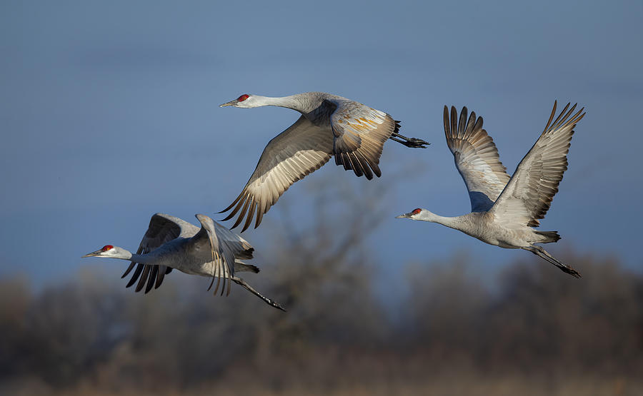 Crane Photograph - Spring Migration by Young Feng