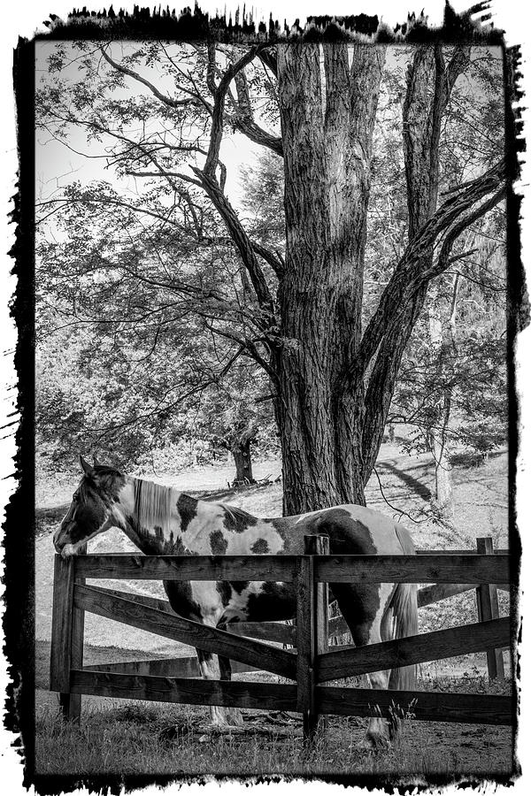 Spring Morning at the Fence Black and White Bordered Photograph by Debra and Dave Vanderlaan