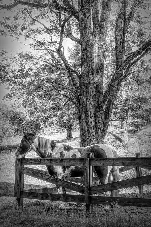 Spring Morning at the Fence Black and White Photograph by Debra and Dave Vanderlaan