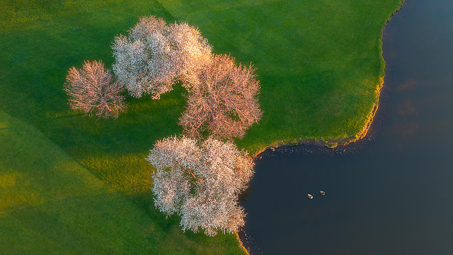 Tree Photograph - Spring Morning by Mei Xu