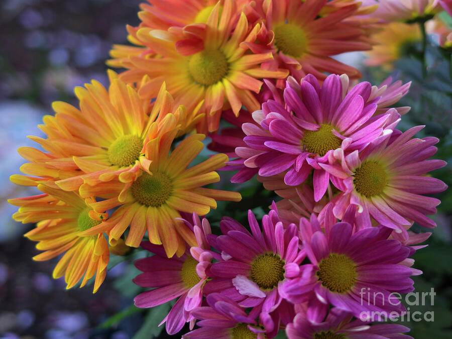 Spring Mums Photograph by Louise Magno - Fine Art America