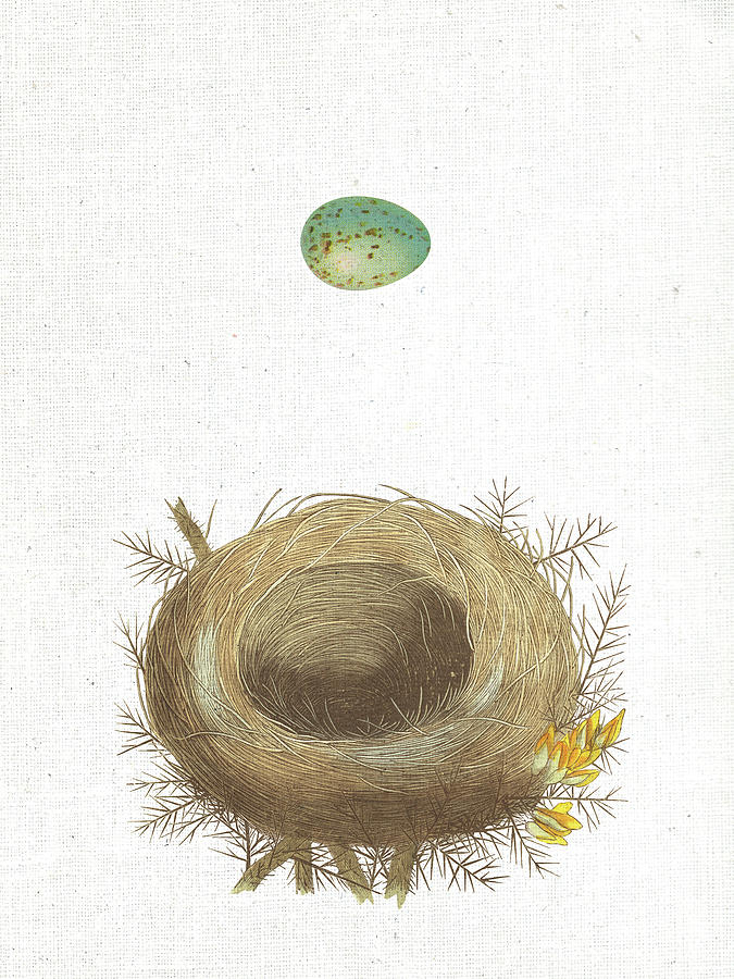 Bird Mixed Media - Spring Nest I by Moira Hershey