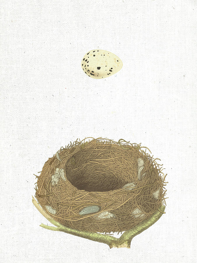 Bird Mixed Media - Spring Nest IIi by Moira Hershey