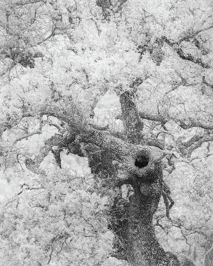 Spring Oak Photograph by Joseph Smith