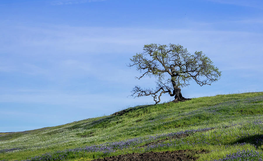 Spring Oak Photograph by Martin Gollery