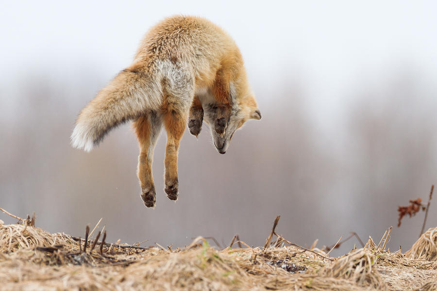 Fox Photograph - Spring Of Spring by Osamu Asami