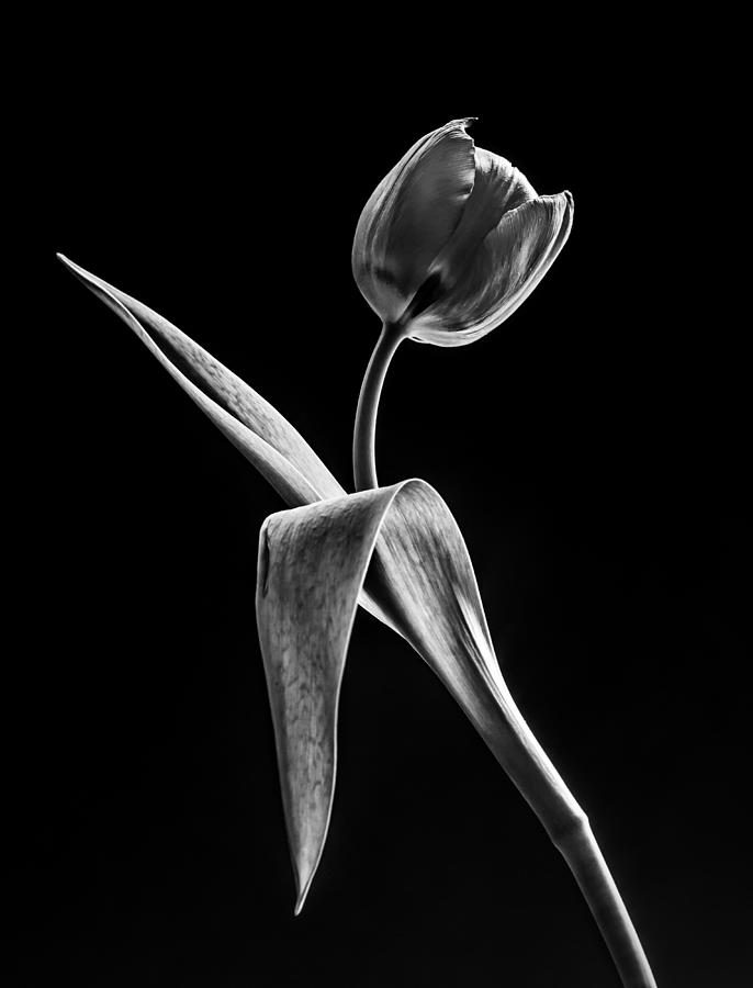 Spring Offering in Black and White  Photograph by Maggie Terlecki