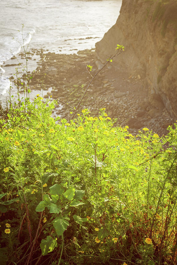 Spring On The Coast by Joseph S Giacalone Spring On The Coast by Joseph S Giacalone
