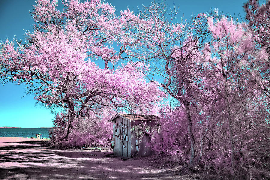Spring On The Island Photograph