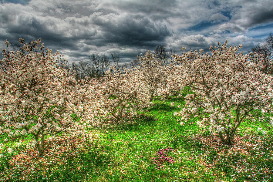 Tree Photograph - Spring Orchard by Robert Goldwitz
