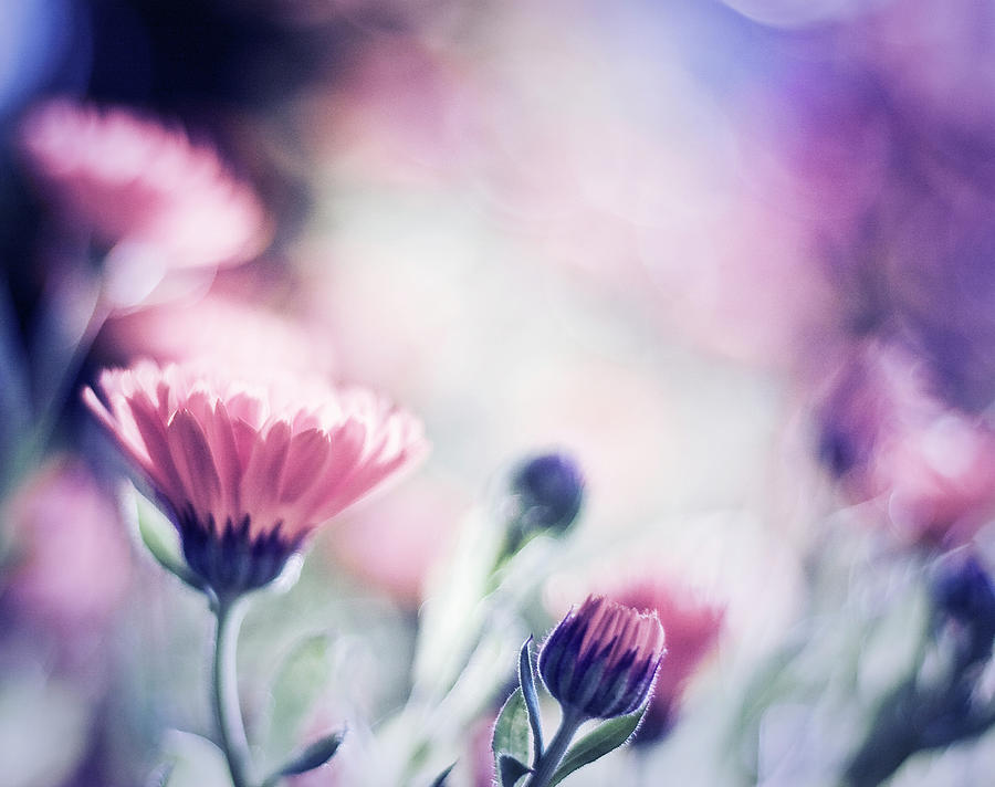 Spring Paint Digital Art by Dof-photo By Fulvio