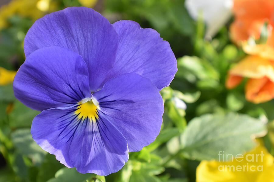 Spring Pansy Photograph by Yvonne Johnstone