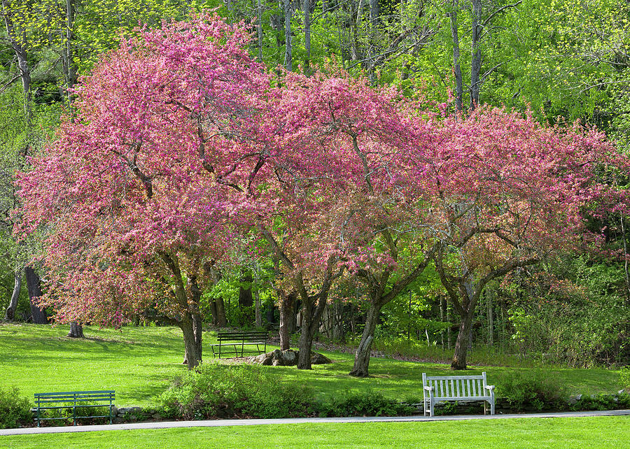 Spring Park Blossoms Photograph