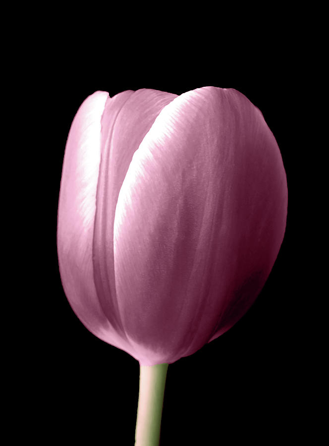 Spring Pastel Pink Tulip Photoart Photograph by Johanna Hurmerinta