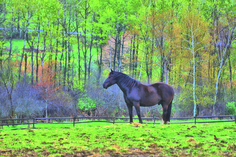 Spring Pasture Photograph by Dressage Design