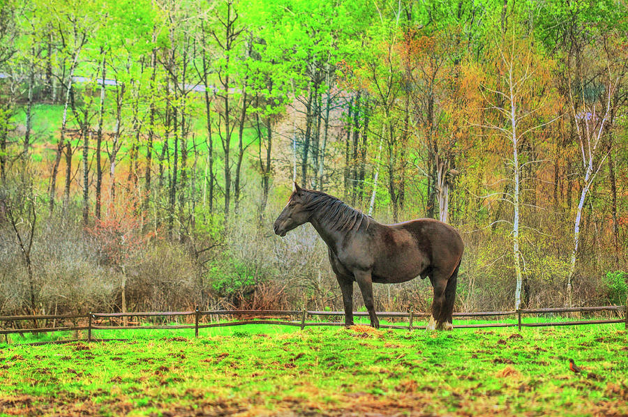 Spring Pasture Painting Photograph by JAMART Photography