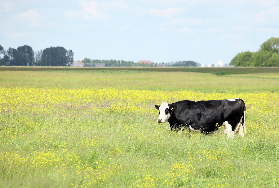 Spring Pasture With Cow Photograph by Marcel Ter Bekke