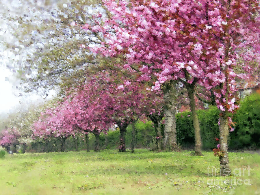 Spring Path Photograph by Kim Tran