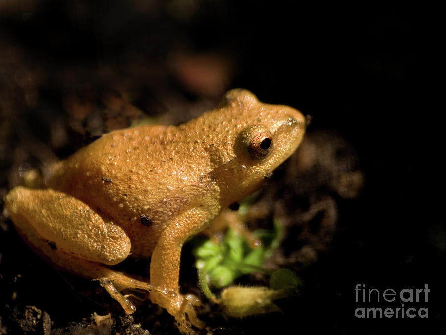 Spring Peeper 2 Photograph by Dorothy Lee