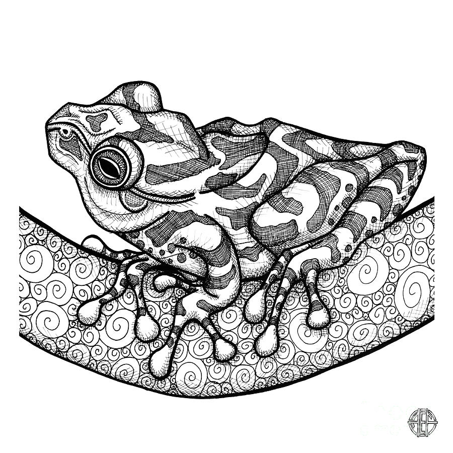 Spring Peeper Drawing by Amy E Fraser