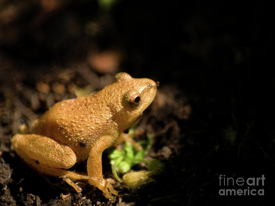Spring Peeper Photograph by Dorothy Lee