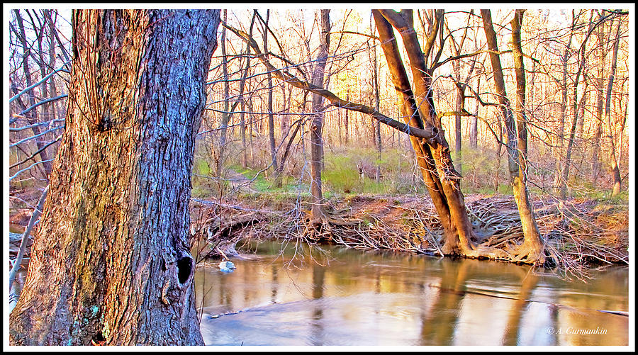 Spring, Pennypack Creek, Pennsylvania Photograph by A Macarthur Gurmankin