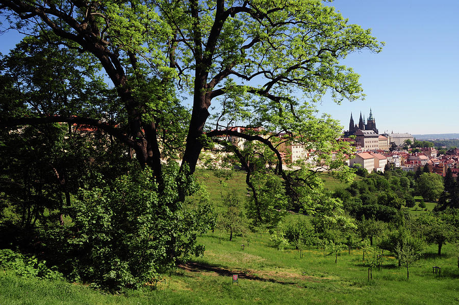 Spring Petrin Hill with View of St, Vitus Cathedral Photograph by Jenny Rainbow