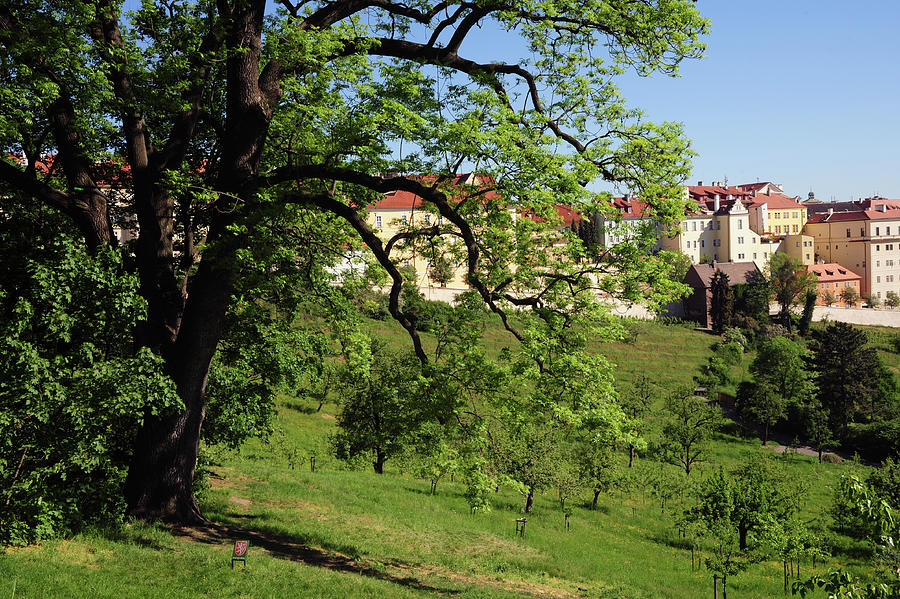 Spring Petrin Park With View of Hradcany Hilltop Photograph by Jenny Rainbow