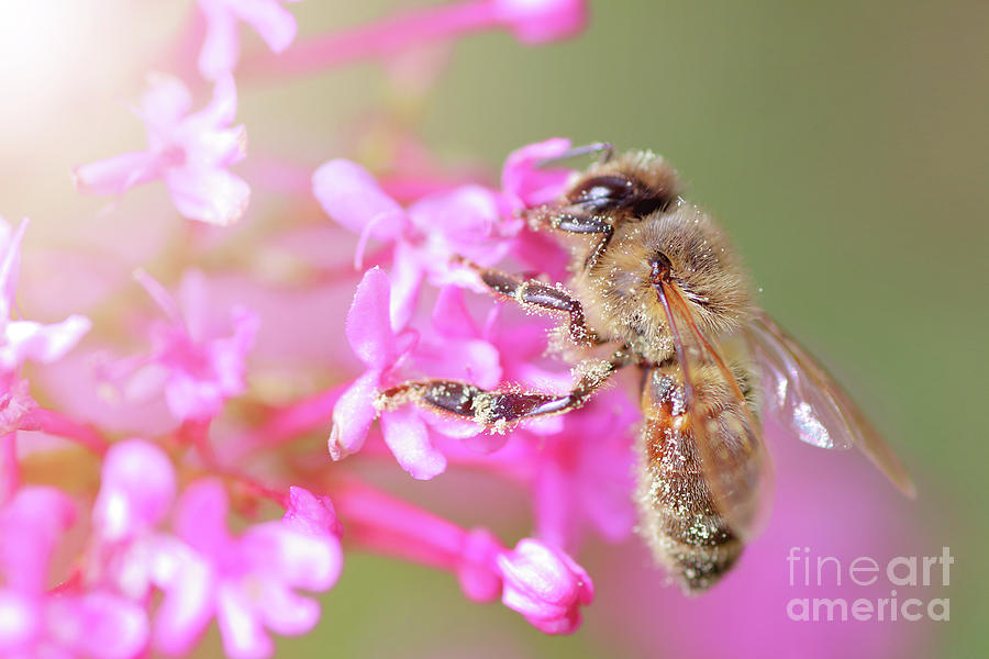 Spring pollination on valerian flower Photograph by Gregory DUBUS
