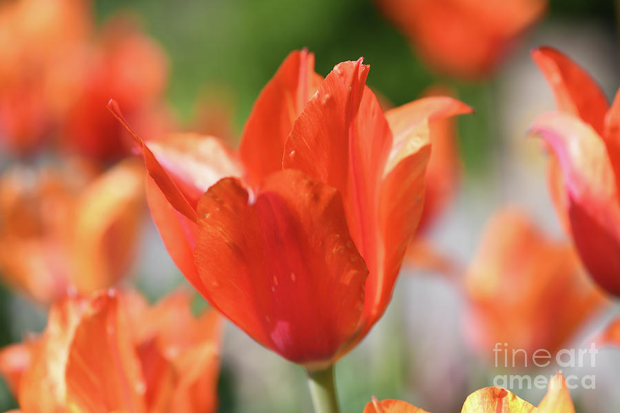 Spring Portrait - Orange Tulips Photograph by Kerri Farley