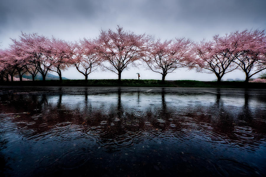 Spring Photograph - Spring Rain by Kouji Tomihisa