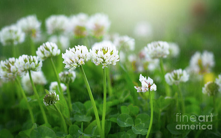 Raindrops on Clover by Susan Warren Raindrops on Clover by Susan Warren