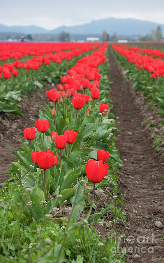 Spring red tulips in bloom landscape by Valerie Garner Spring red tulips in bloom landscape by Valerie Garner