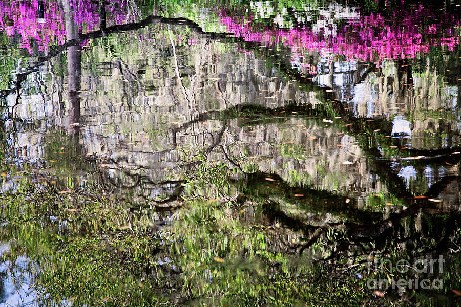 Spring Reflections Photograph by Kathy Strauss