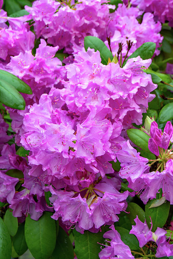 Spring Rhododendrons Photograph by Margaret Zabor