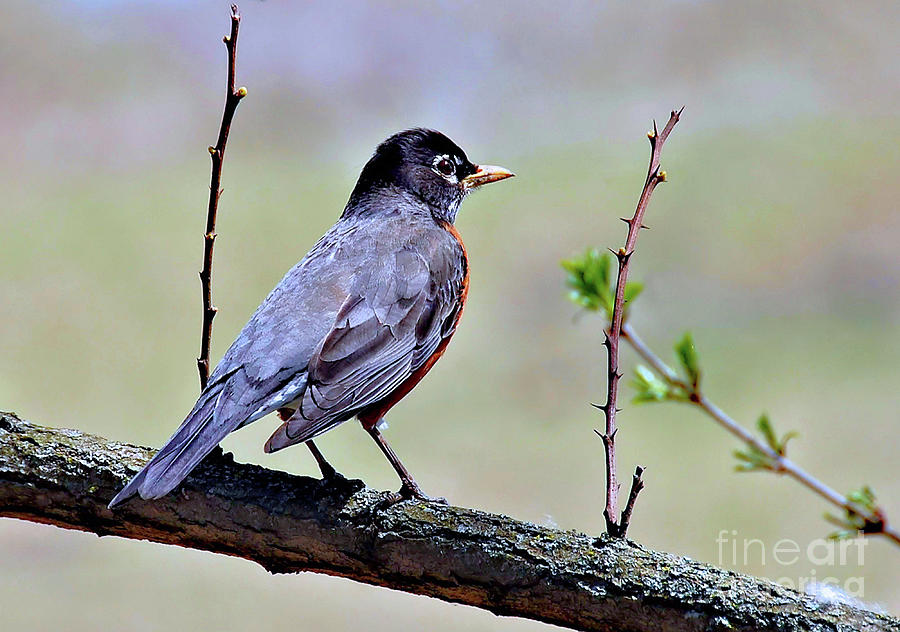 Spring Robin  Photograph by Elaine Manley