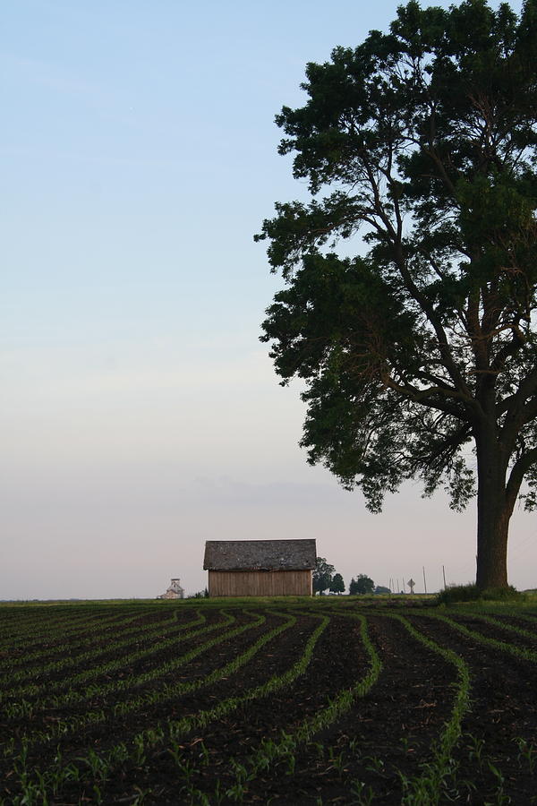 Spring Row Crop by Dylan Punke Spring Row Crop by Dylan Punke