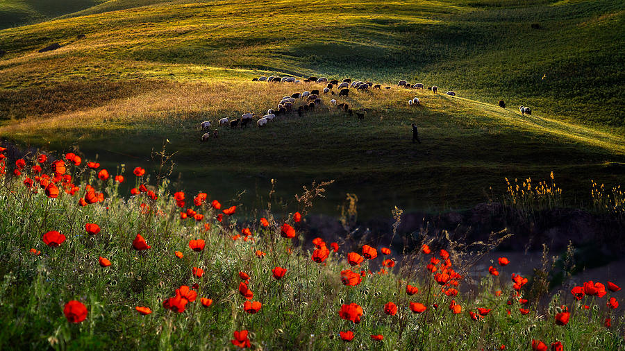 Spring Scene Of Ili Kazakh Prairies Photograph by Hua Zhu