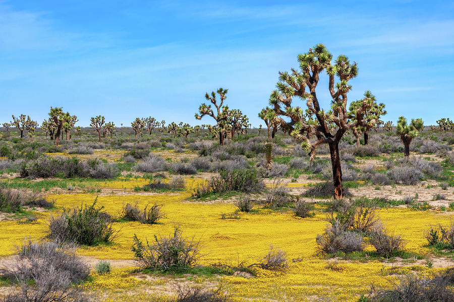 Spring season in the Mojave Desert of California with Joshua Tre