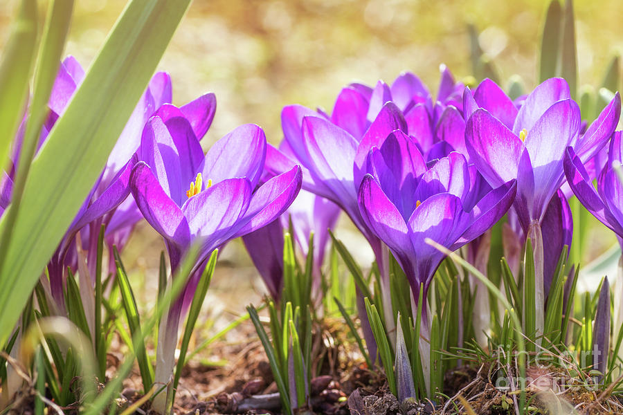 Spring season with purple crocus flower bed bouquet Photograph by Gregory DUBUS