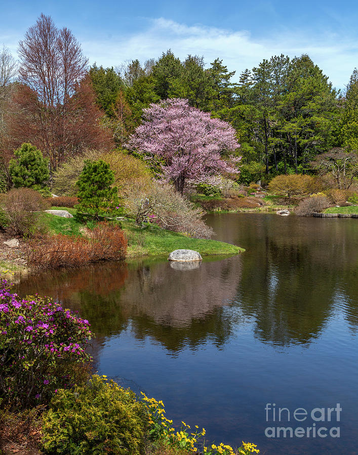 Spring Silence by Karin Pinkham Spring Silence by Karin Pinkham