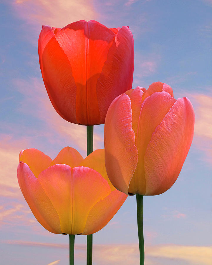 Spring Skies And Tulips Photograph by Gill Billington