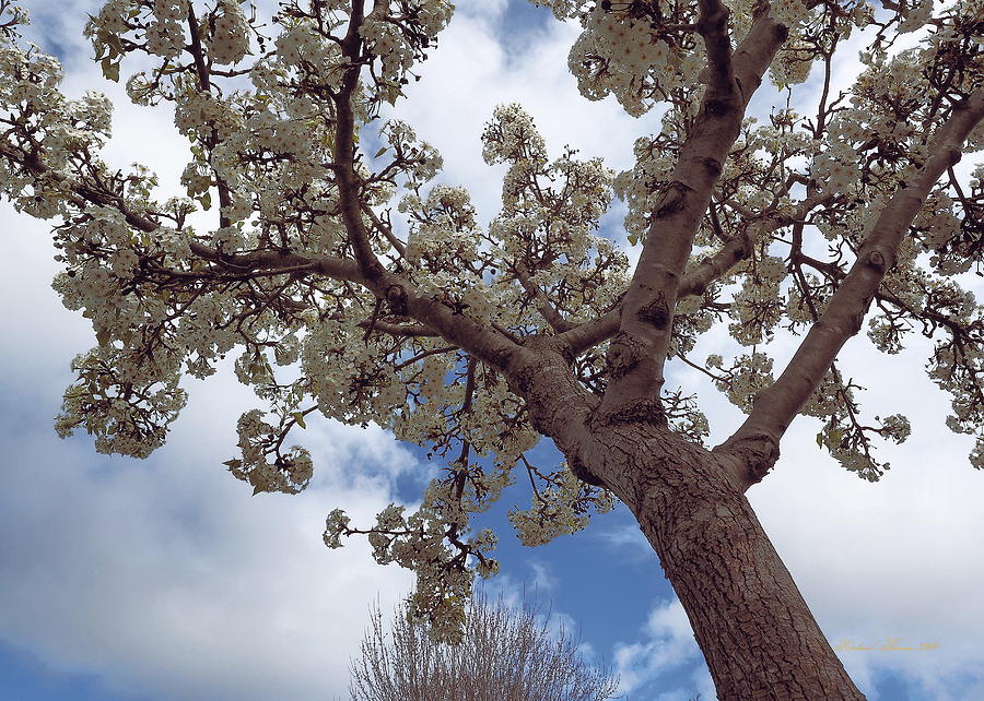Spring Sky Blossoms Photograph by Richard Thomas