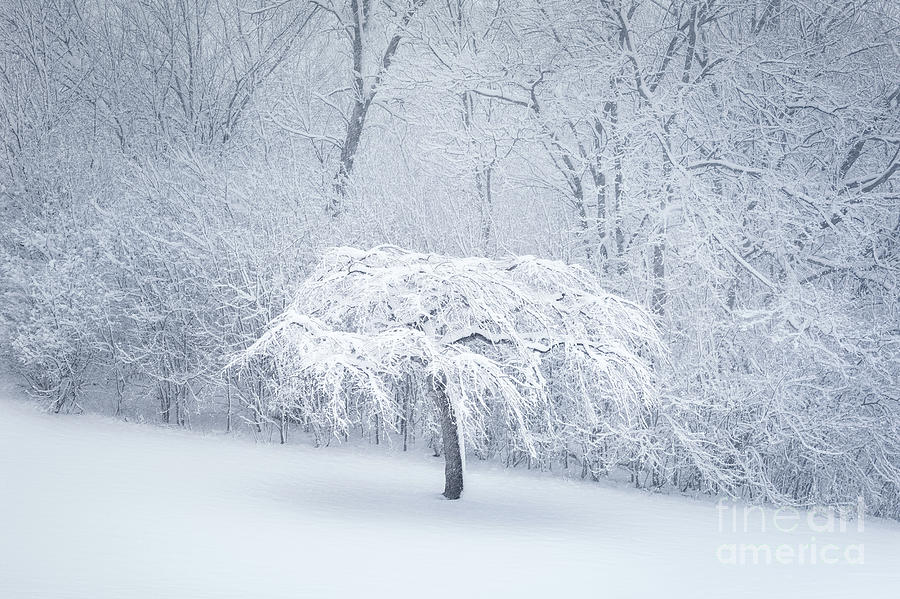 Spring Snow Photograph by Ernesto Ruiz