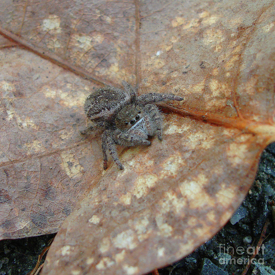 Spring Spider Photograph by Amy E Fraser