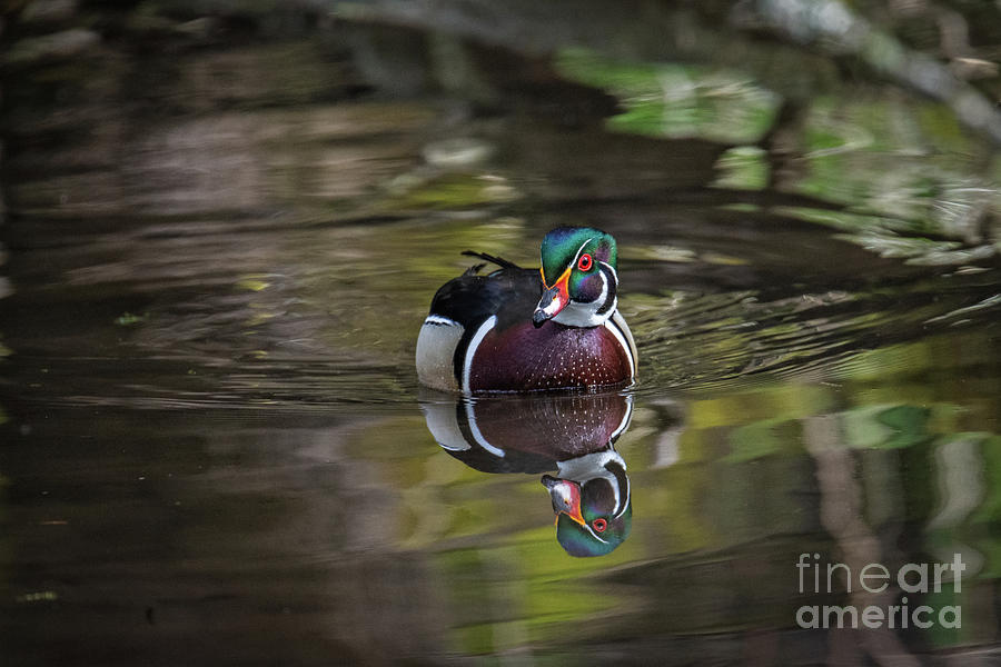 Duck Photograph - Spring Splendor by Craig Leaper
