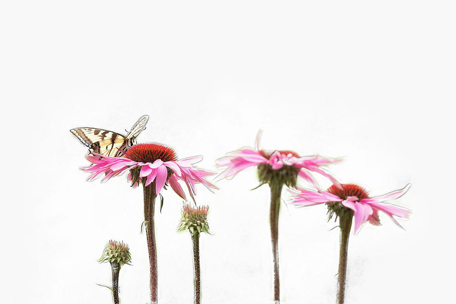 Spring sprung by Sue Collura Spring sprung by Sue Collura