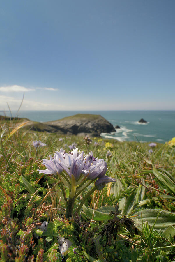 Spring Squill Flowering On Coastal Grassland, Trevose Head Photograph ...