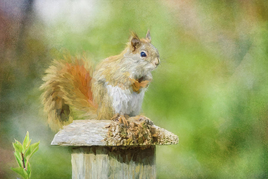 Spring Squirrel Digital Art by Terry Davis